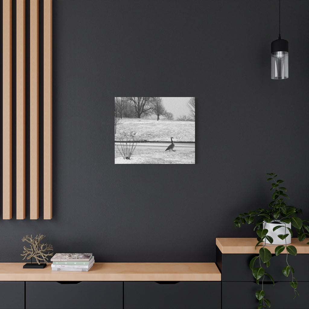 Unbothered — Matte Canvas Print — Black & White Bird Photography Wall Art