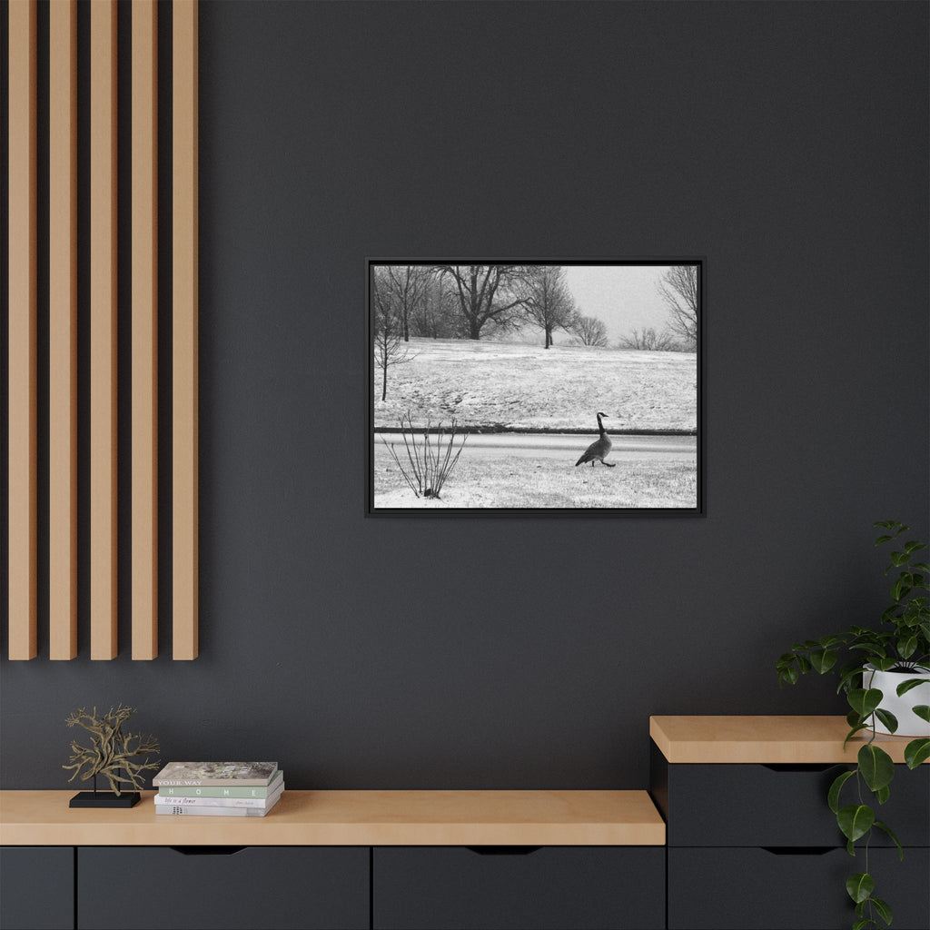 Unbothered — Framed Matte Canvas Print — Black & White Bird Photography Wall Art