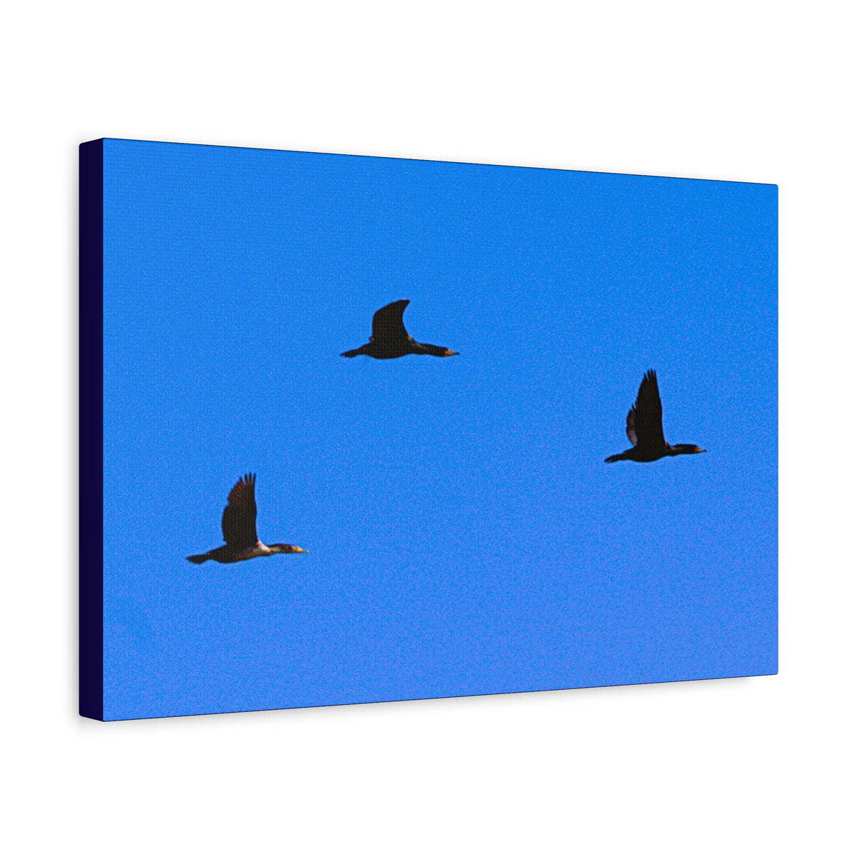 Open Skies — Matte Canvas Print — Blue Sky Bird Photography Wall Art