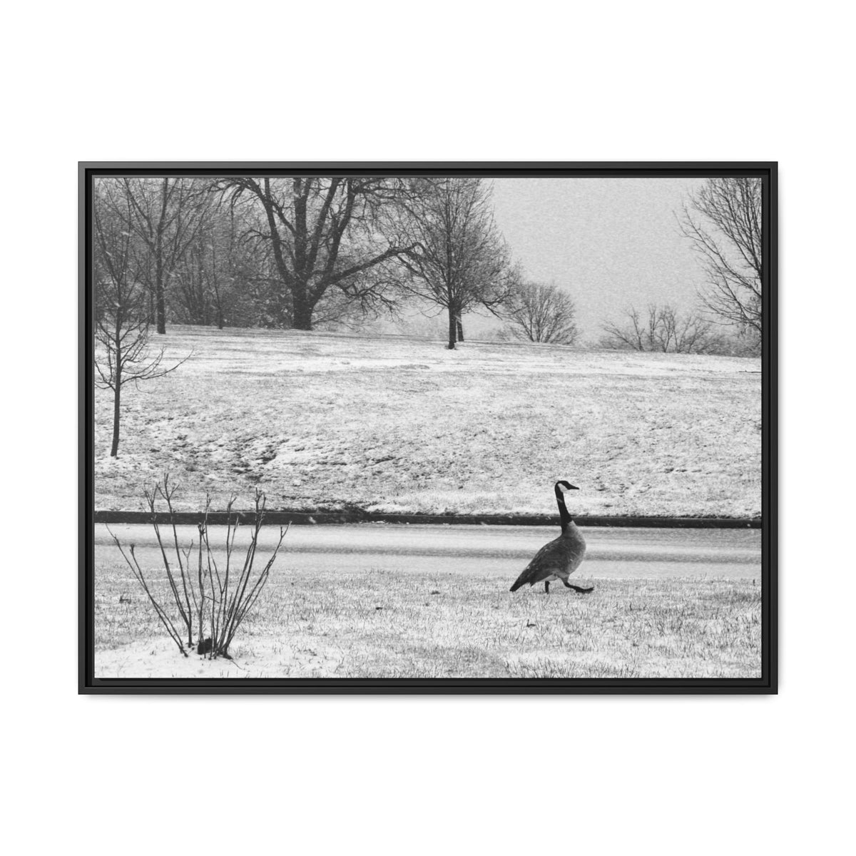 Unbothered — Framed Matte Canvas Print — Black & White Bird Photography Wall Art