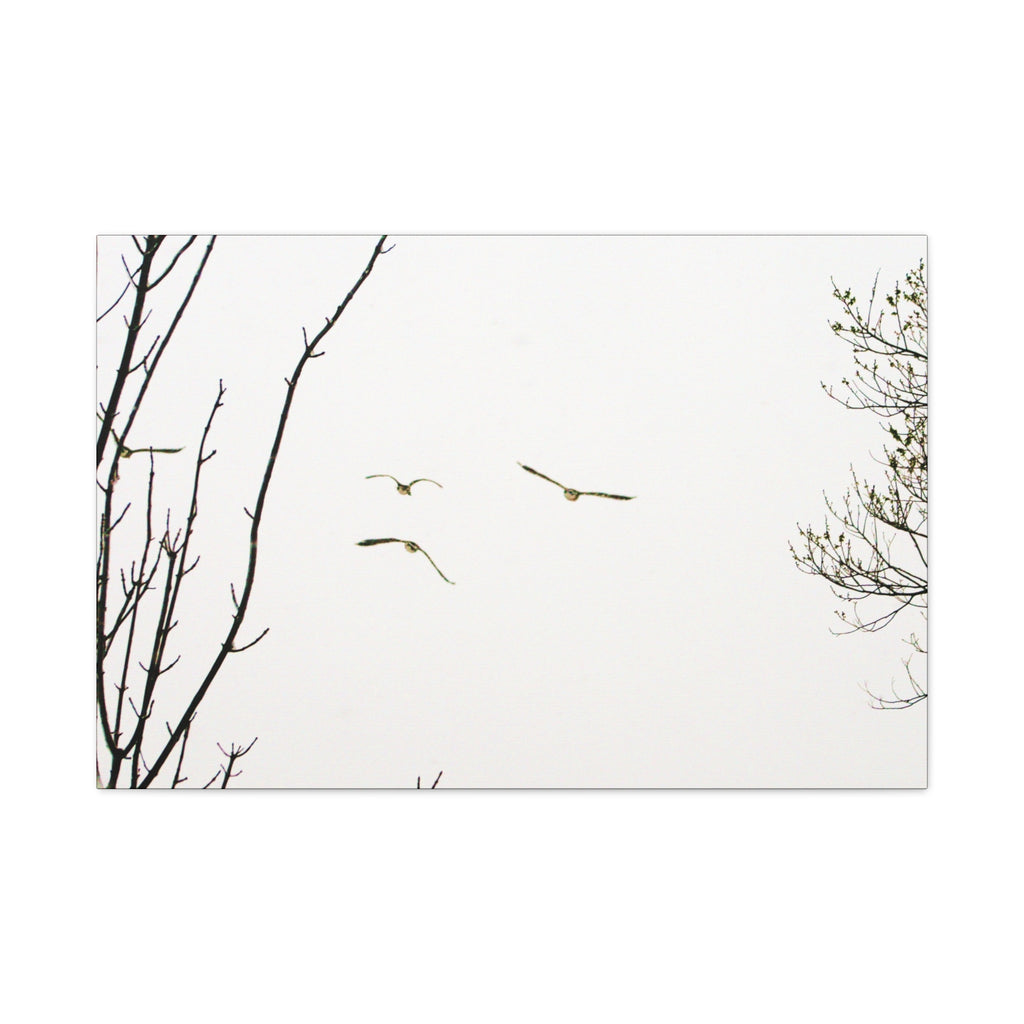 From the Gray — Winter Flight Matte Canvas Print — Black & White Bird Photography Wall Art