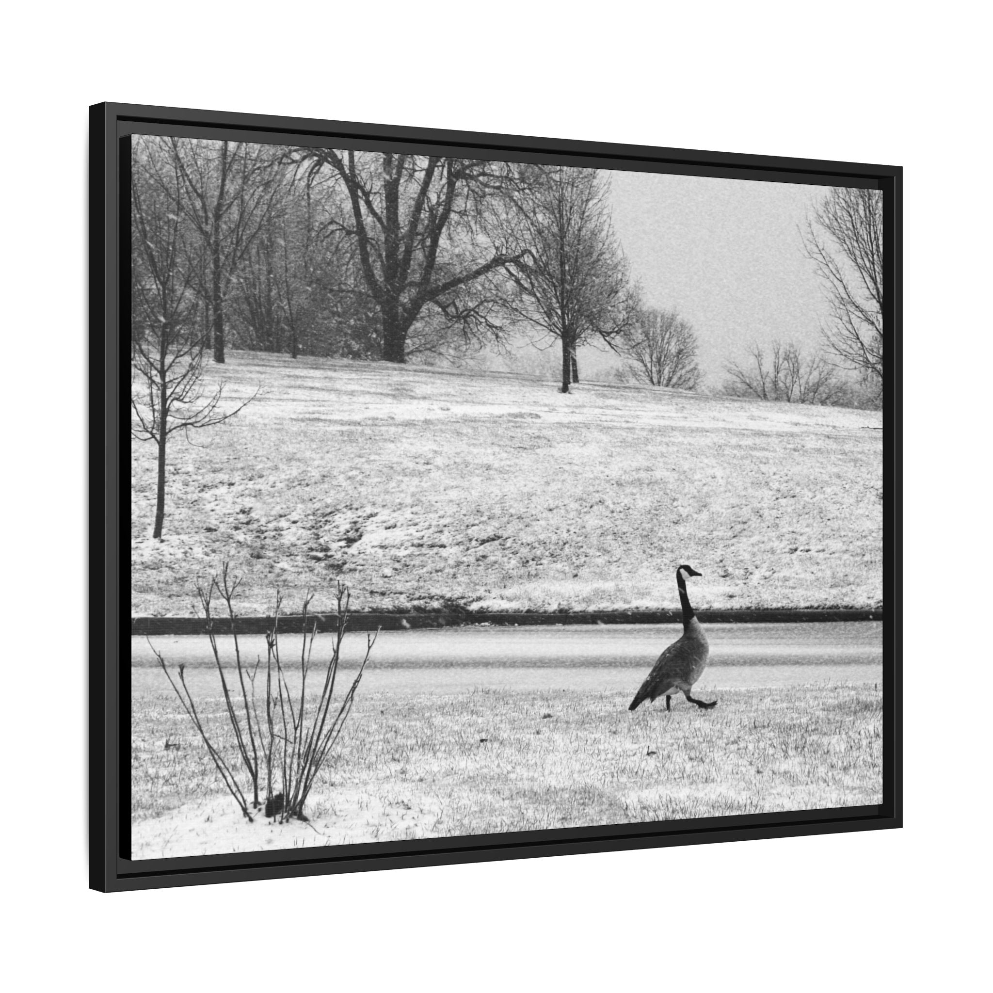 Unbothered — Framed Matte Canvas Print — Black & White Bird Photography Wall Art