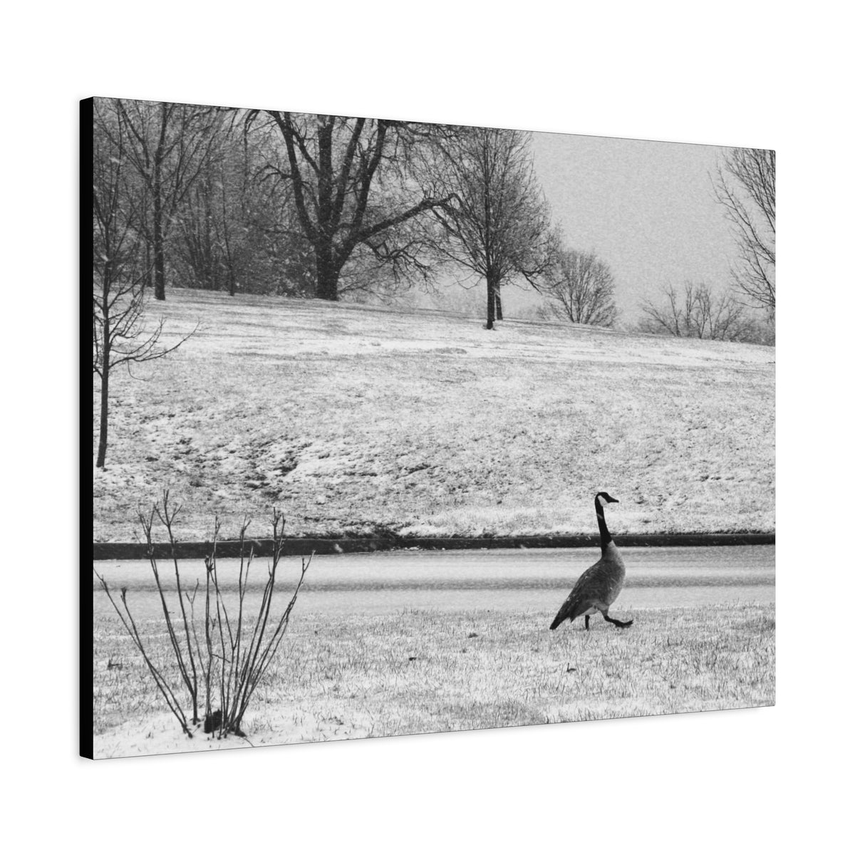 Unbothered — Matte Canvas Print — Black & White Bird Photography Wall Art