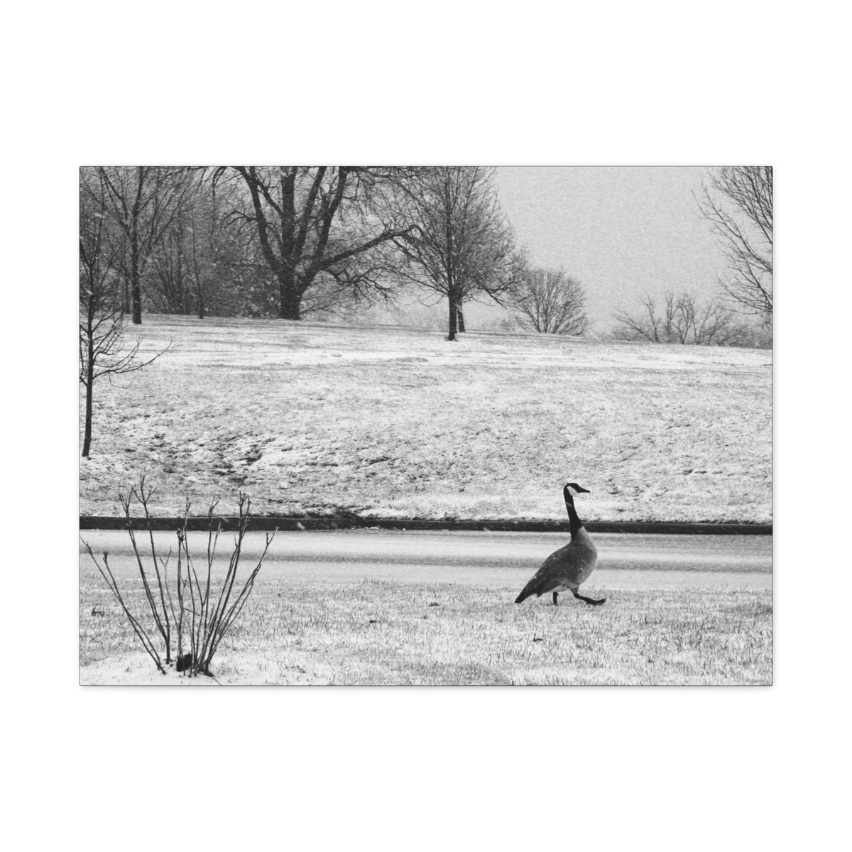 Unbothered — Matte Canvas Print — Black & White Bird Photography Wall Art