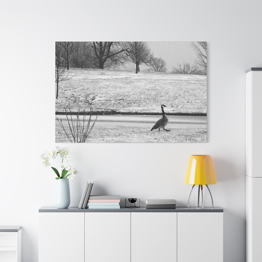 Unbothered — Matte Canvas Print — Black & White Bird Photography Wall Art