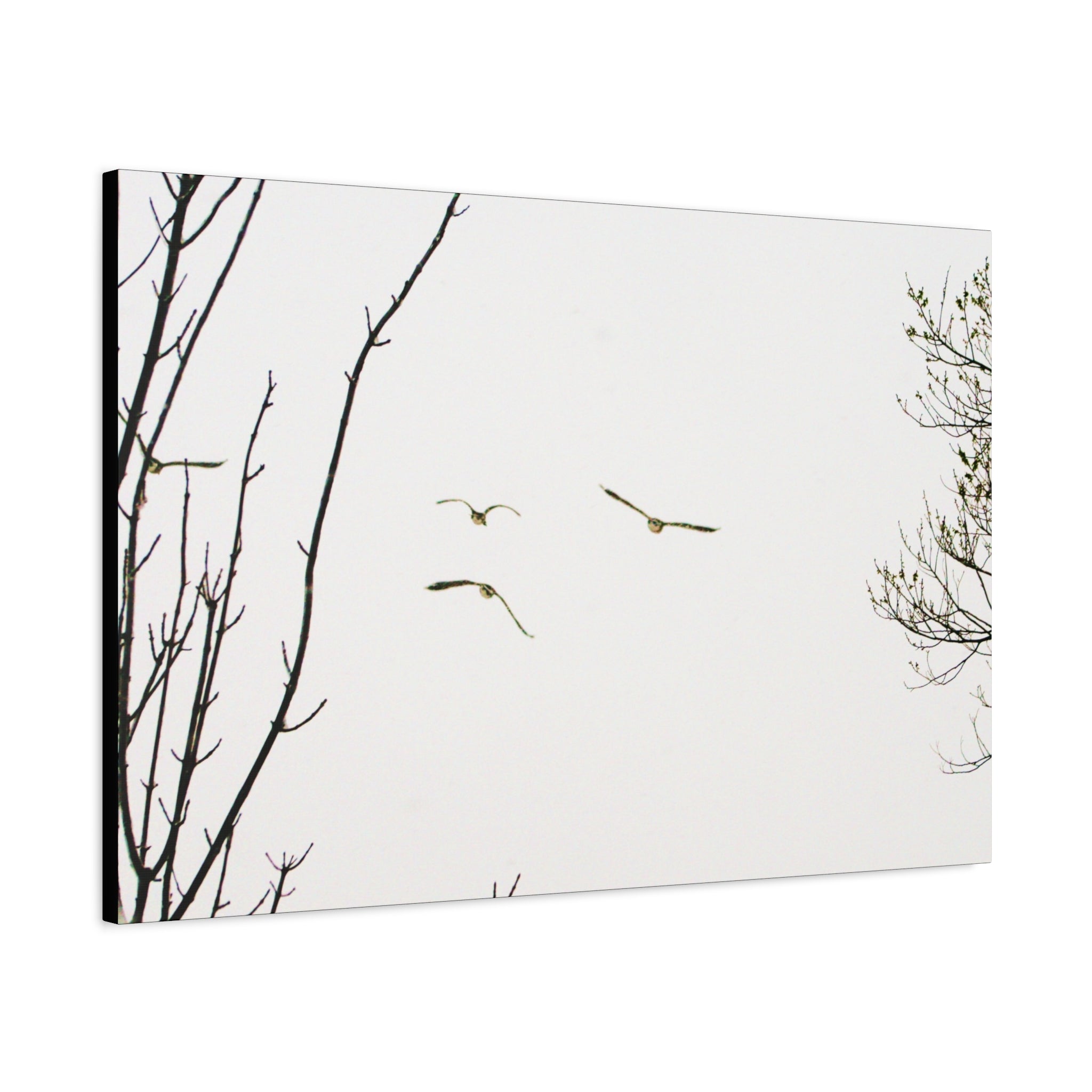 From the Gray — Winter Flight Matte Canvas Print — Black & White Bird Photography Wall Art