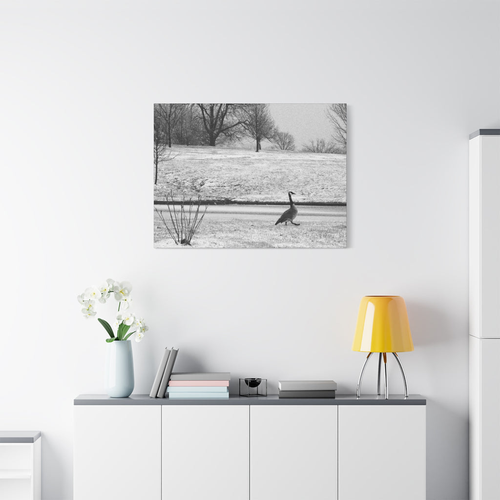Unbothered — Matte Canvas Print — Black & White Bird Photography Wall Art