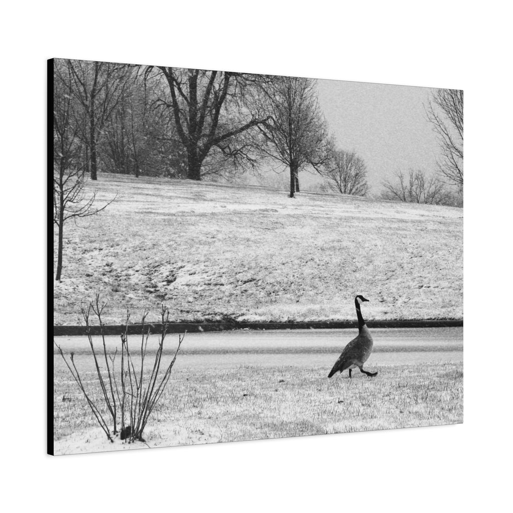Unbothered — Matte Canvas Print — Black & White Bird Photography Wall Art