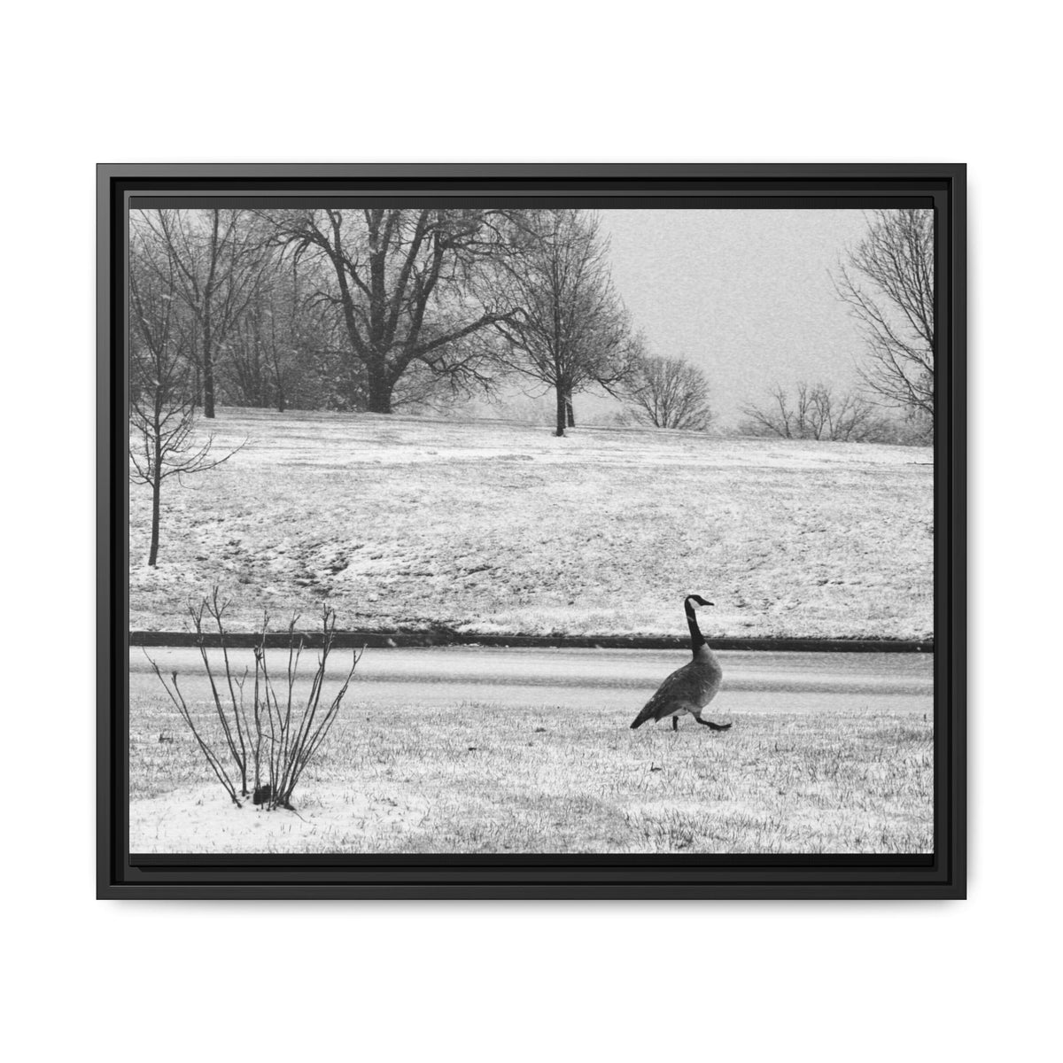 Unbothered — Framed Matte Canvas Print — Black & White Bird Photography Wall Art