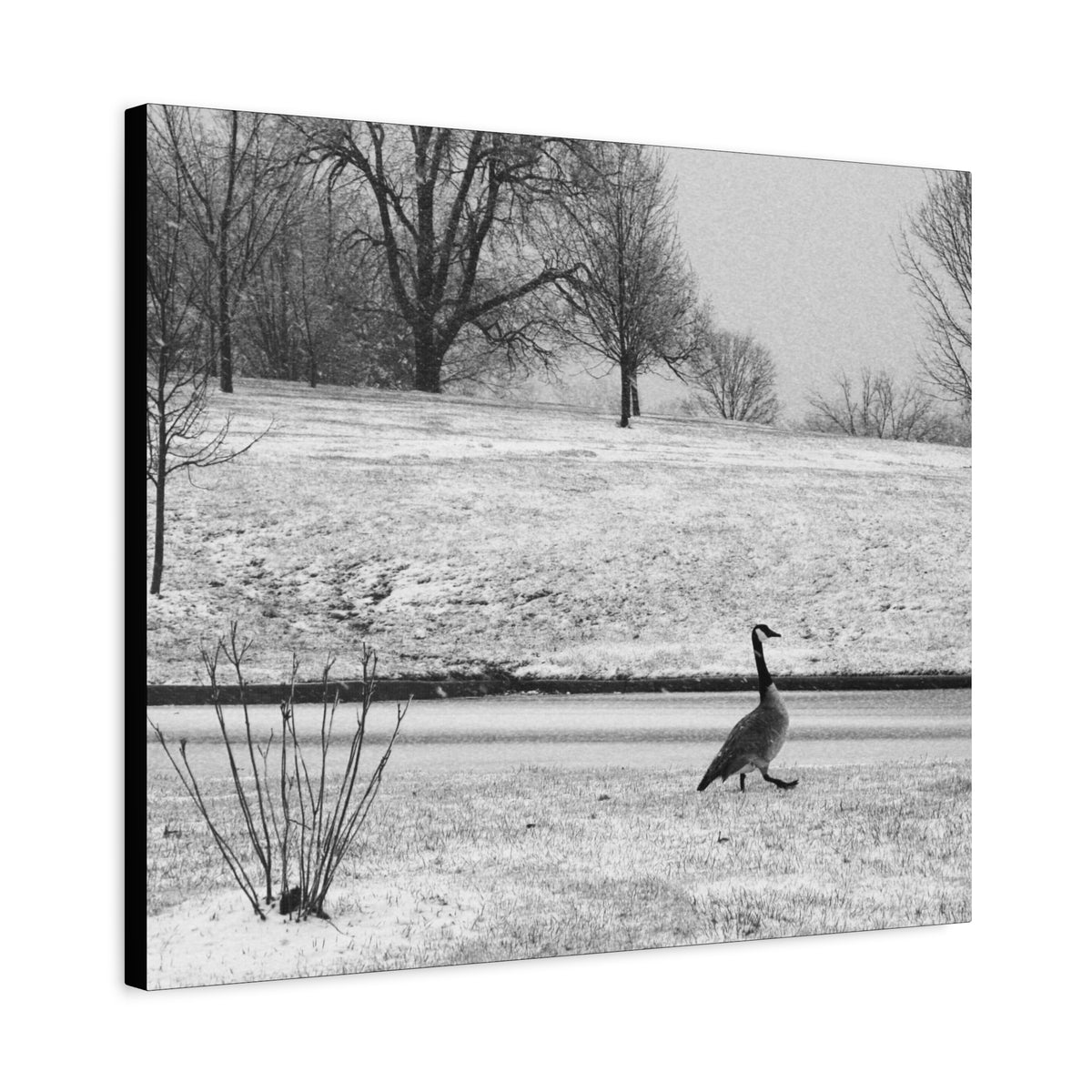 Unbothered — Matte Canvas Print — Black & White Bird Photography Wall Art