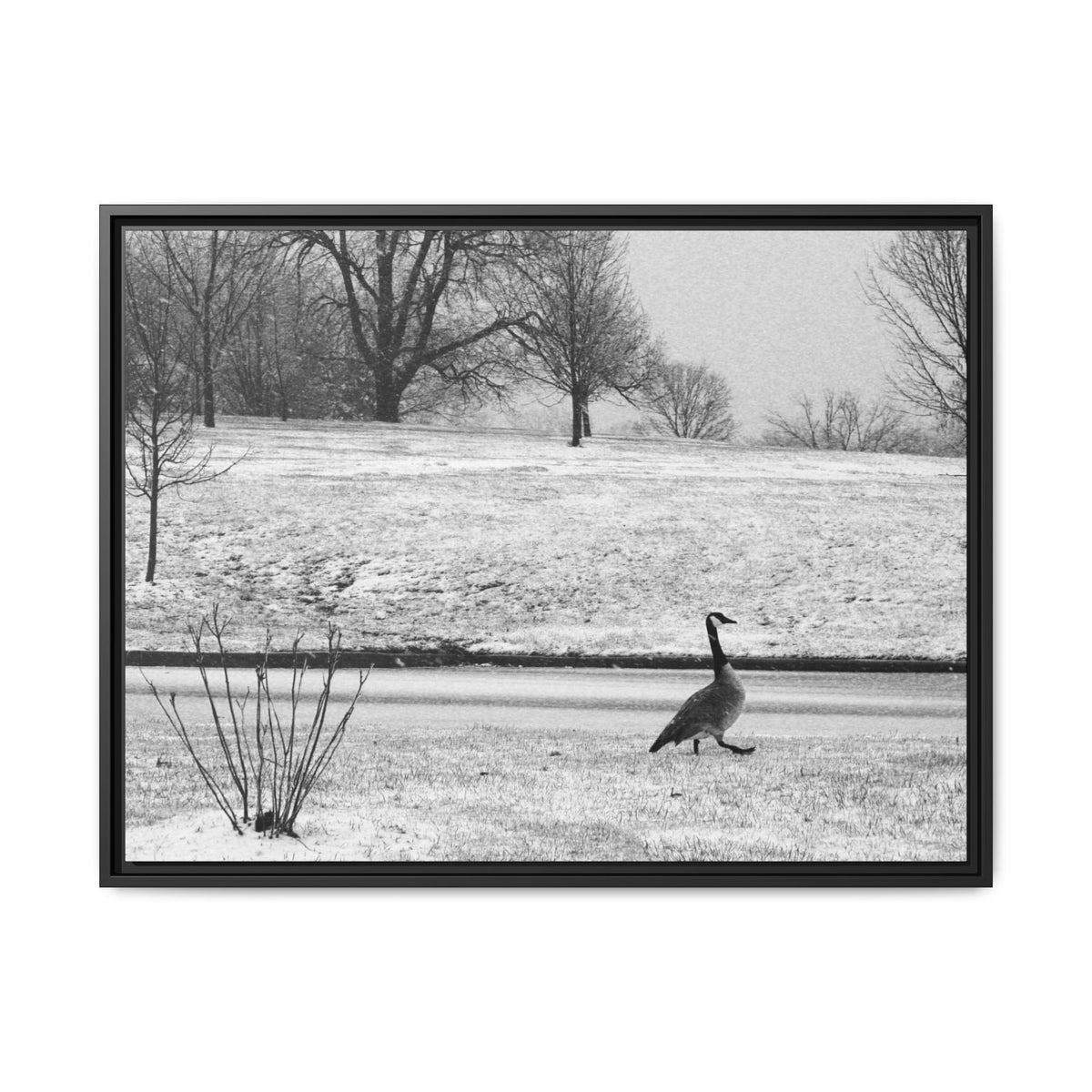 Unbothered — Framed Matte Canvas Print — Black & White Bird Photography Wall Art