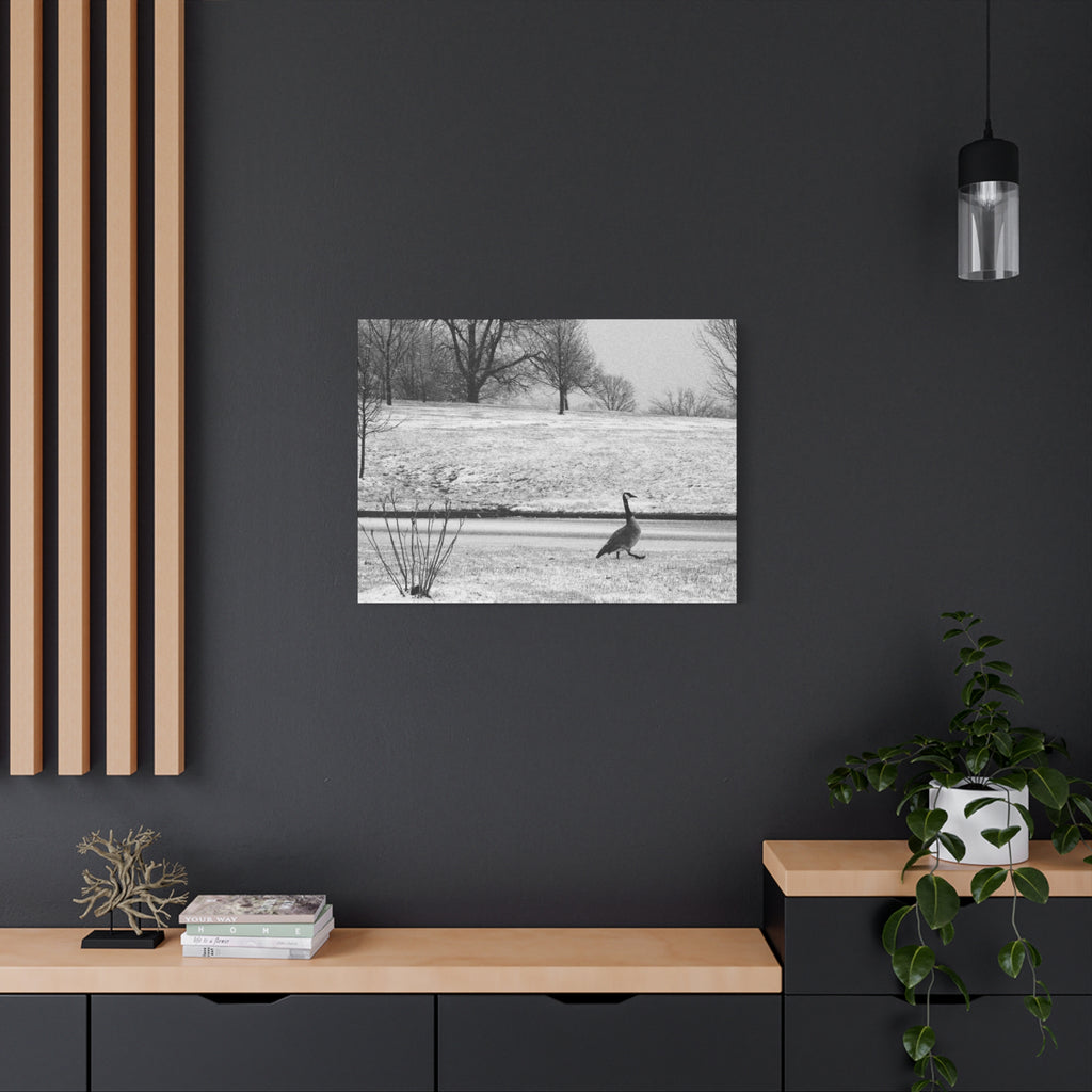 Unbothered — Matte Canvas Print — Black & White Bird Photography Wall Art