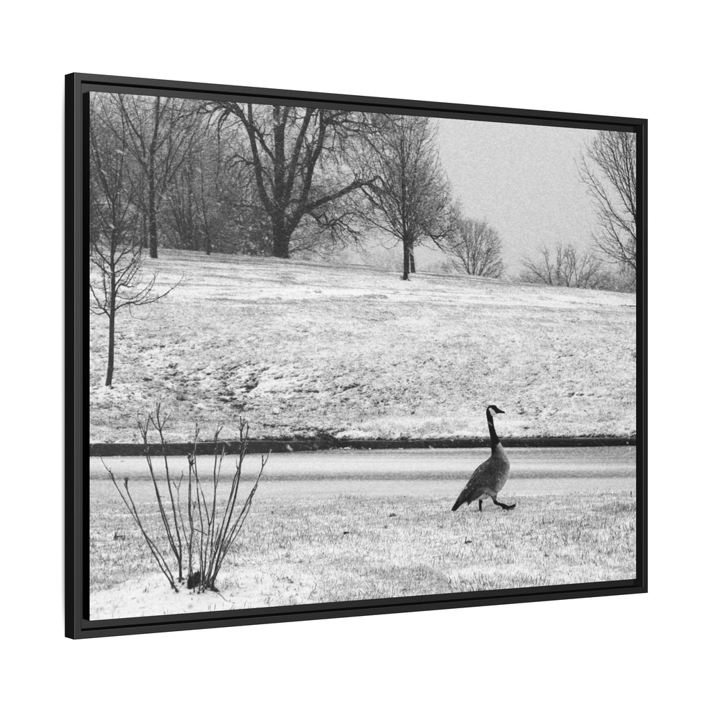 Unbothered — Framed Matte Canvas Print — Black & White Bird Photography Wall Art