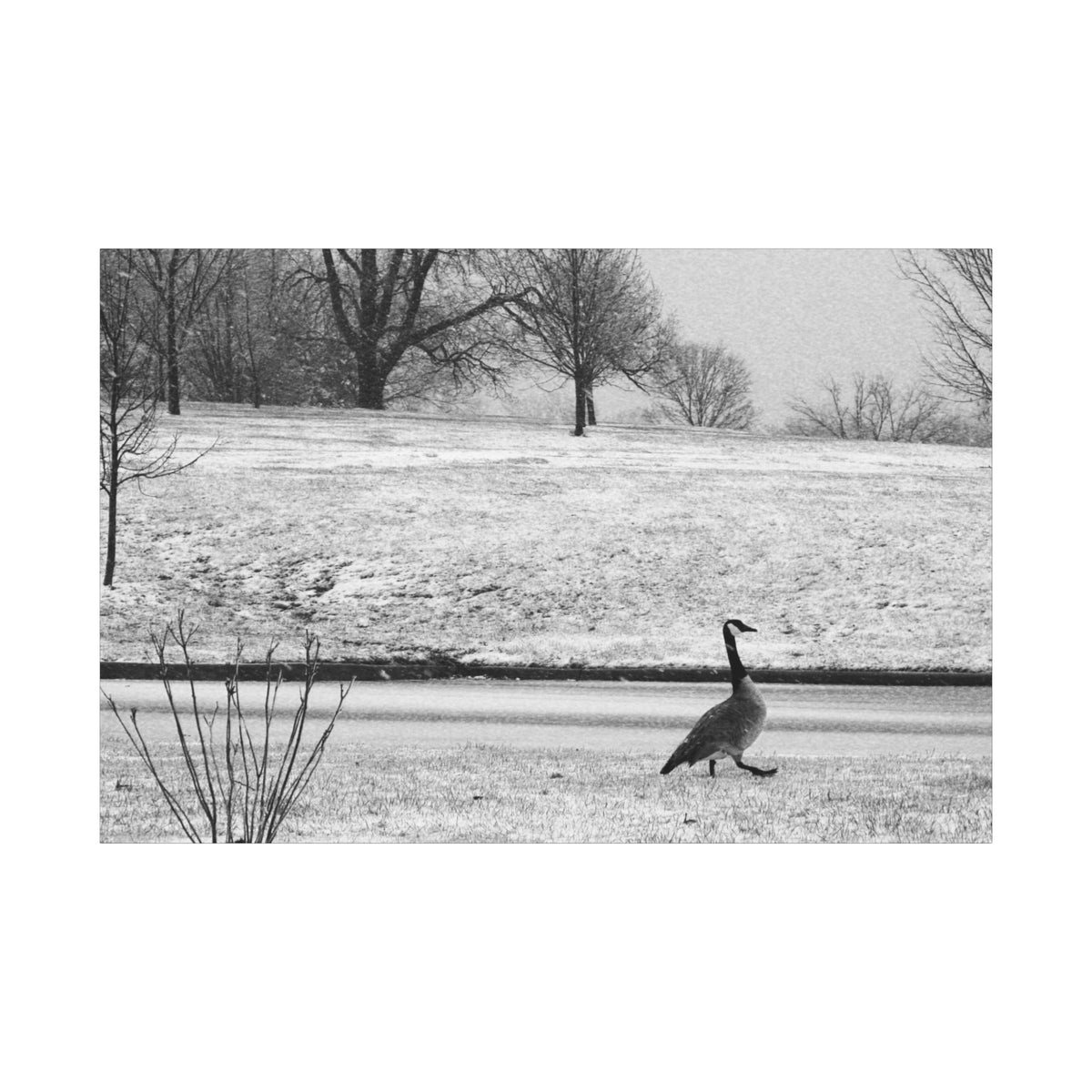 Unbothered — Matte Canvas Print — Black & White Bird Photography Wall Art