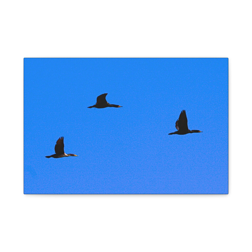 Open Skies — Matte Canvas Print — Blue Sky Bird Photography Wall Art