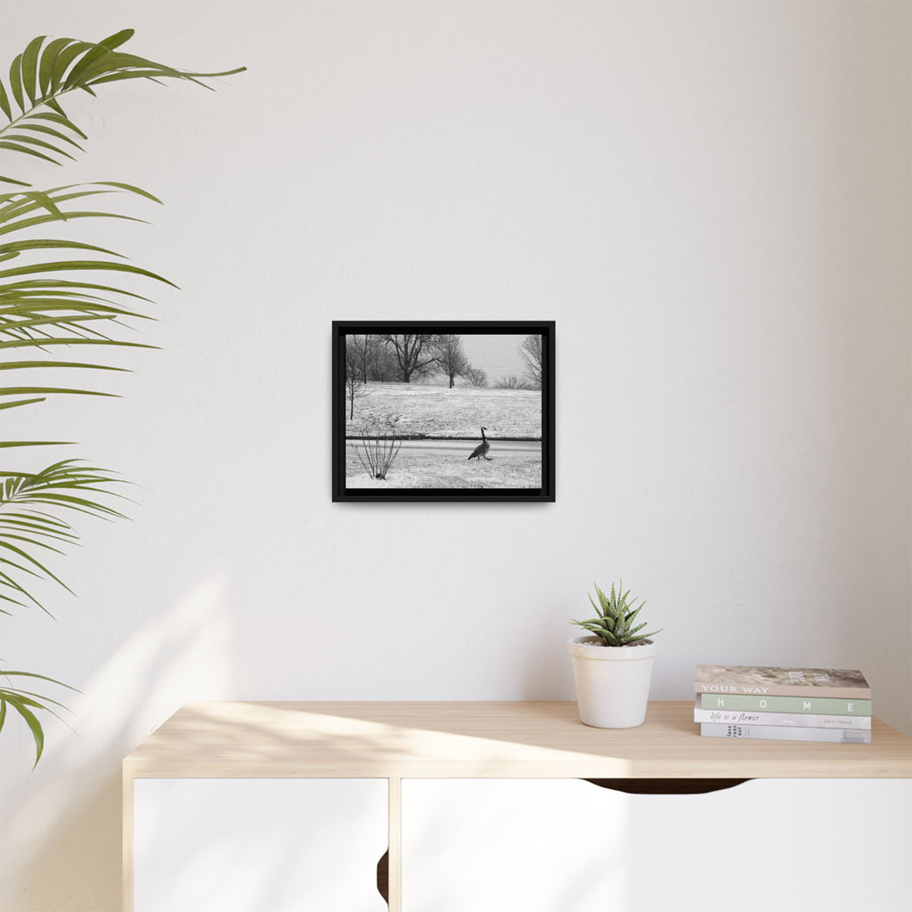 Unbothered — Framed Matte Canvas Print — Black & White Bird Photography Wall Art