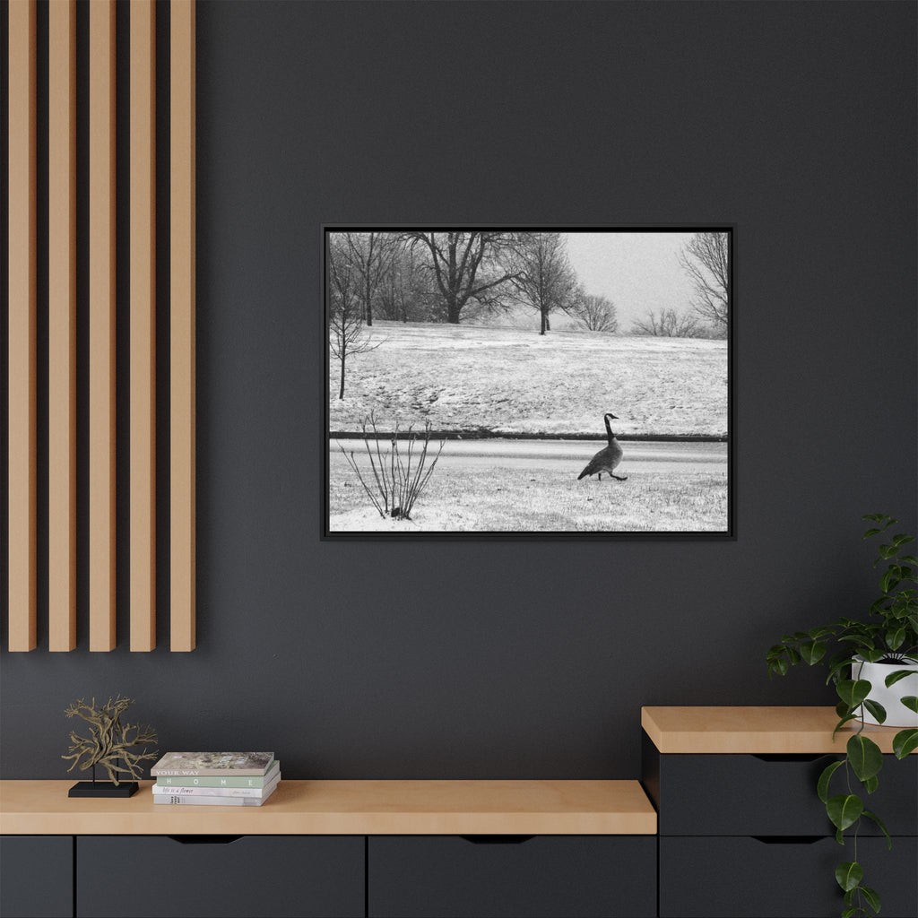 Unbothered — Framed Matte Canvas Print — Black & White Bird Photography Wall Art