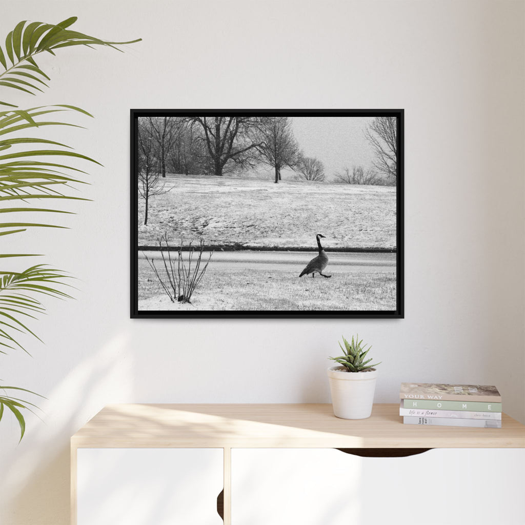 Unbothered — Framed Matte Canvas Print — Black & White Bird Photography Wall Art