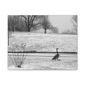 Unbothered — Matte Canvas Print — Black & White Bird Photography Wall Art