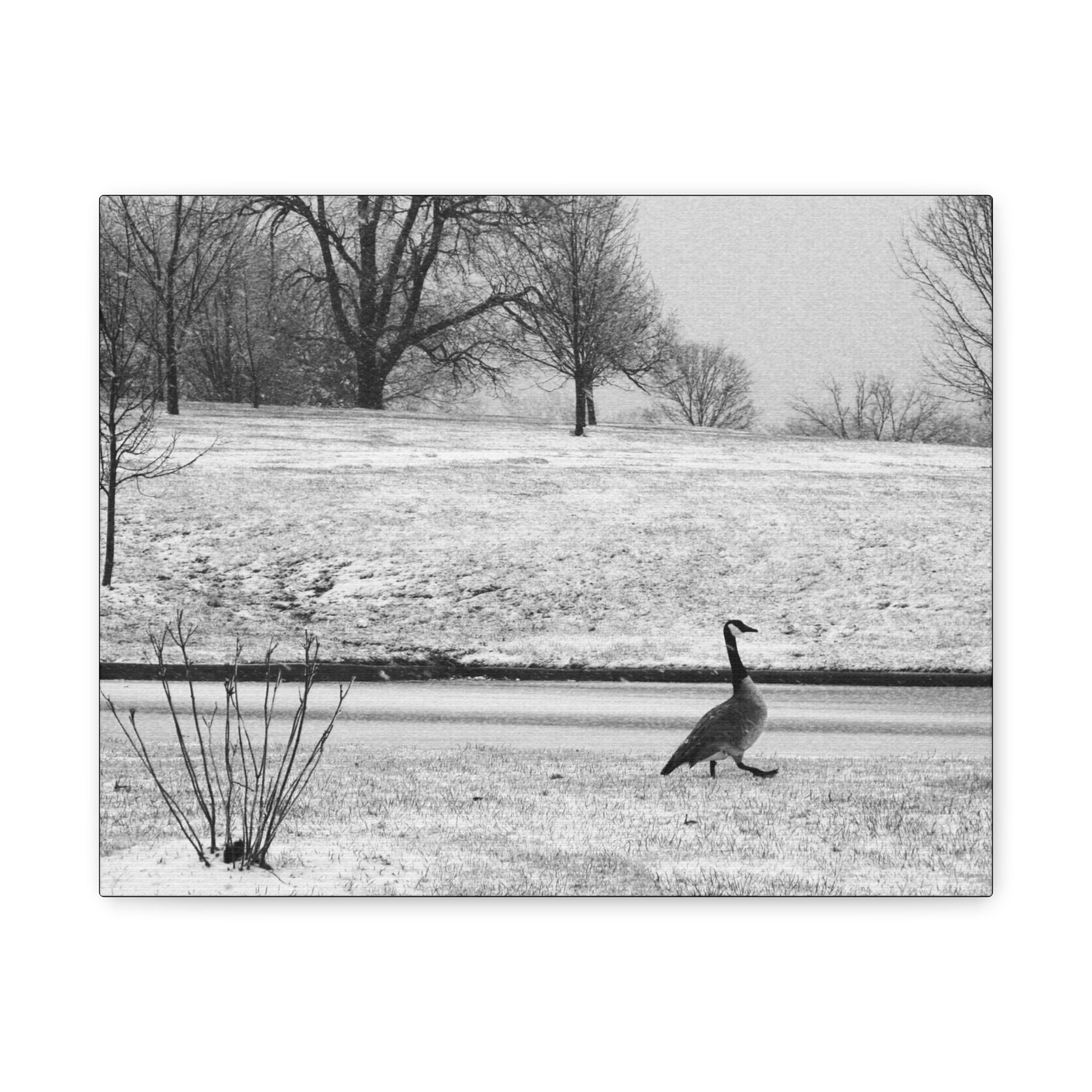 Unbothered — Matte Canvas Print — Black & White Bird Photography Wall Art