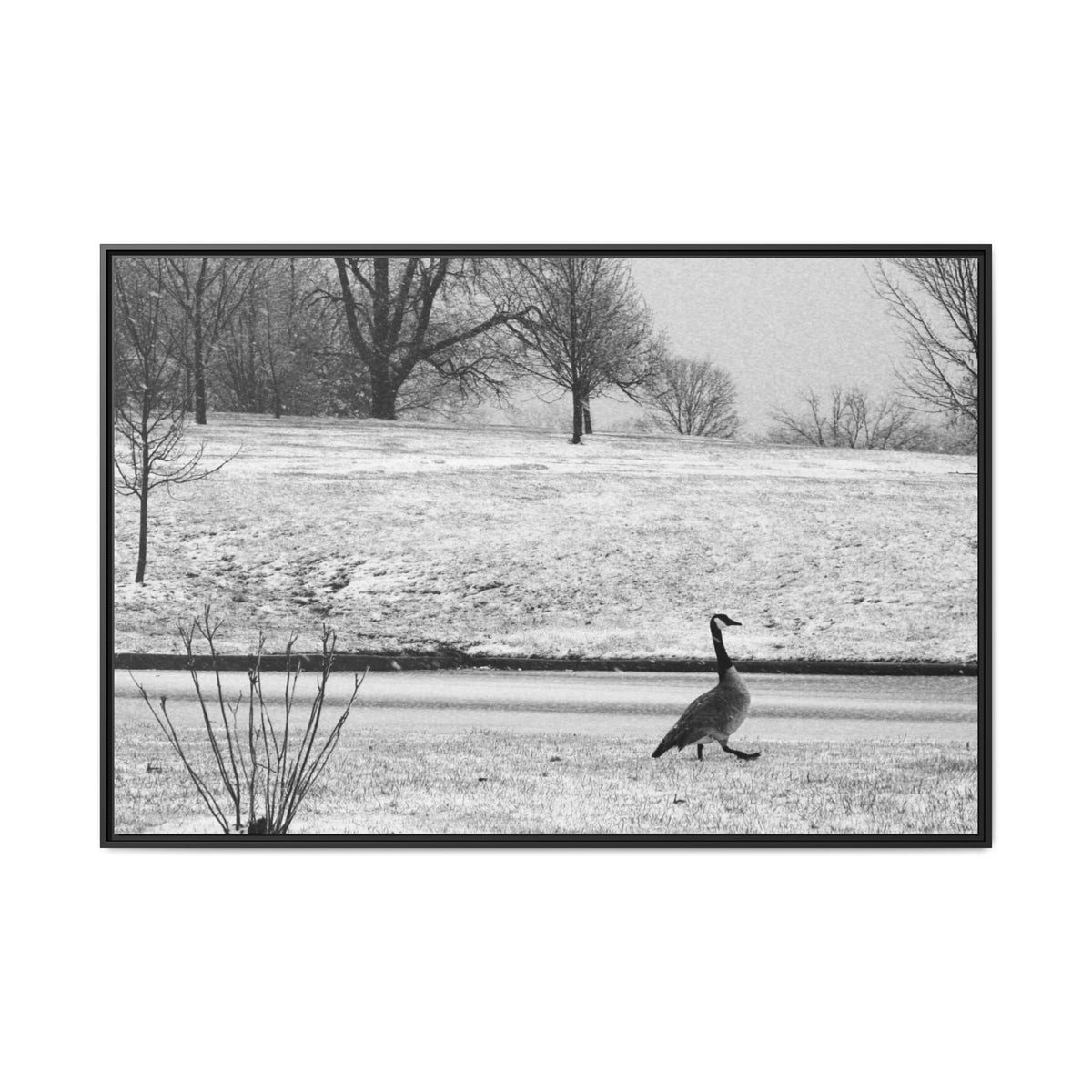 Unbothered — Framed Matte Canvas Print — Black & White Bird Photography Wall Art