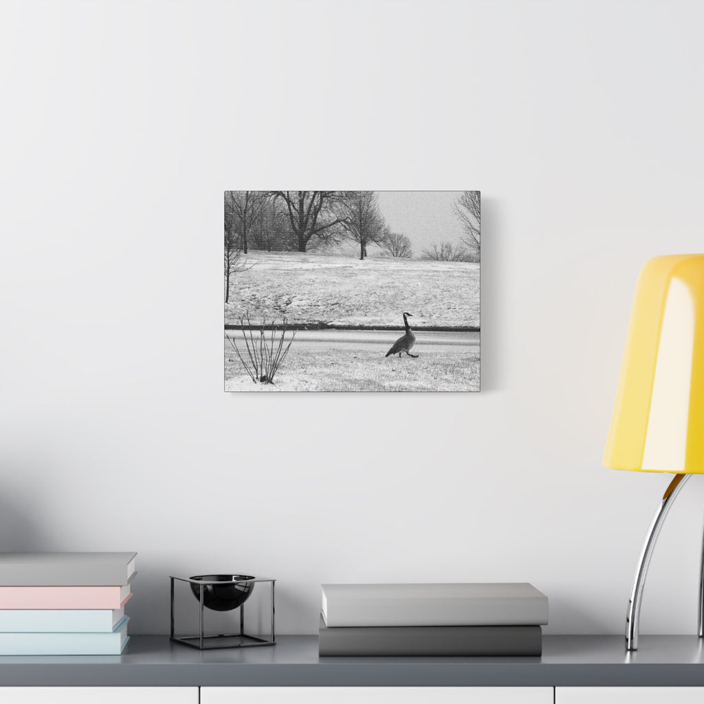 Unbothered — Matte Canvas Print — Black & White Bird Photography Wall Art