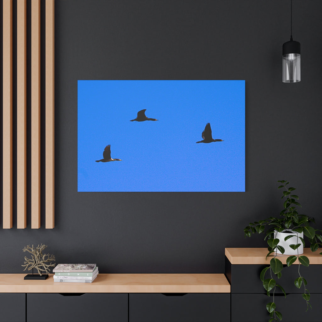 Open Skies — Matte Canvas Print — Blue Sky Bird Photography Wall Art