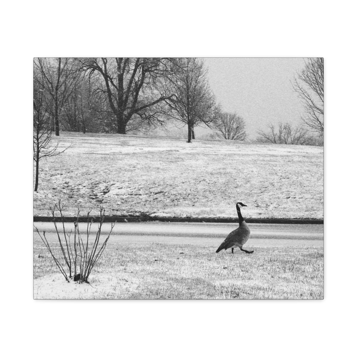 Unbothered — Matte Canvas Print — Black & White Bird Photography Wall Art