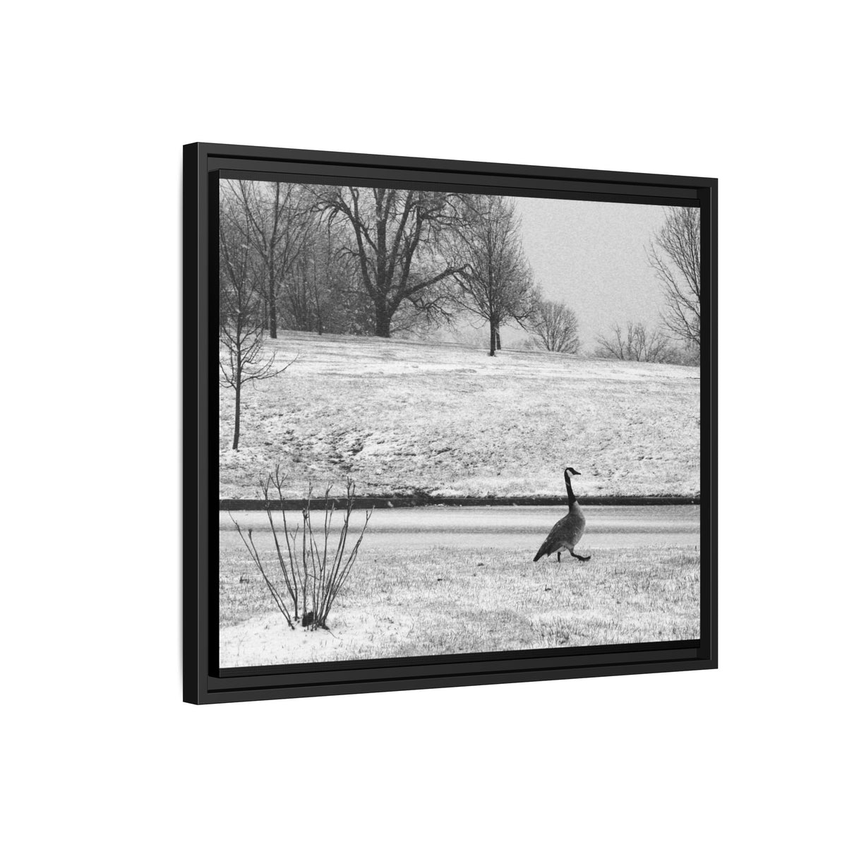 Unbothered — Framed Matte Canvas Print — Black & White Bird Photography Wall Art
