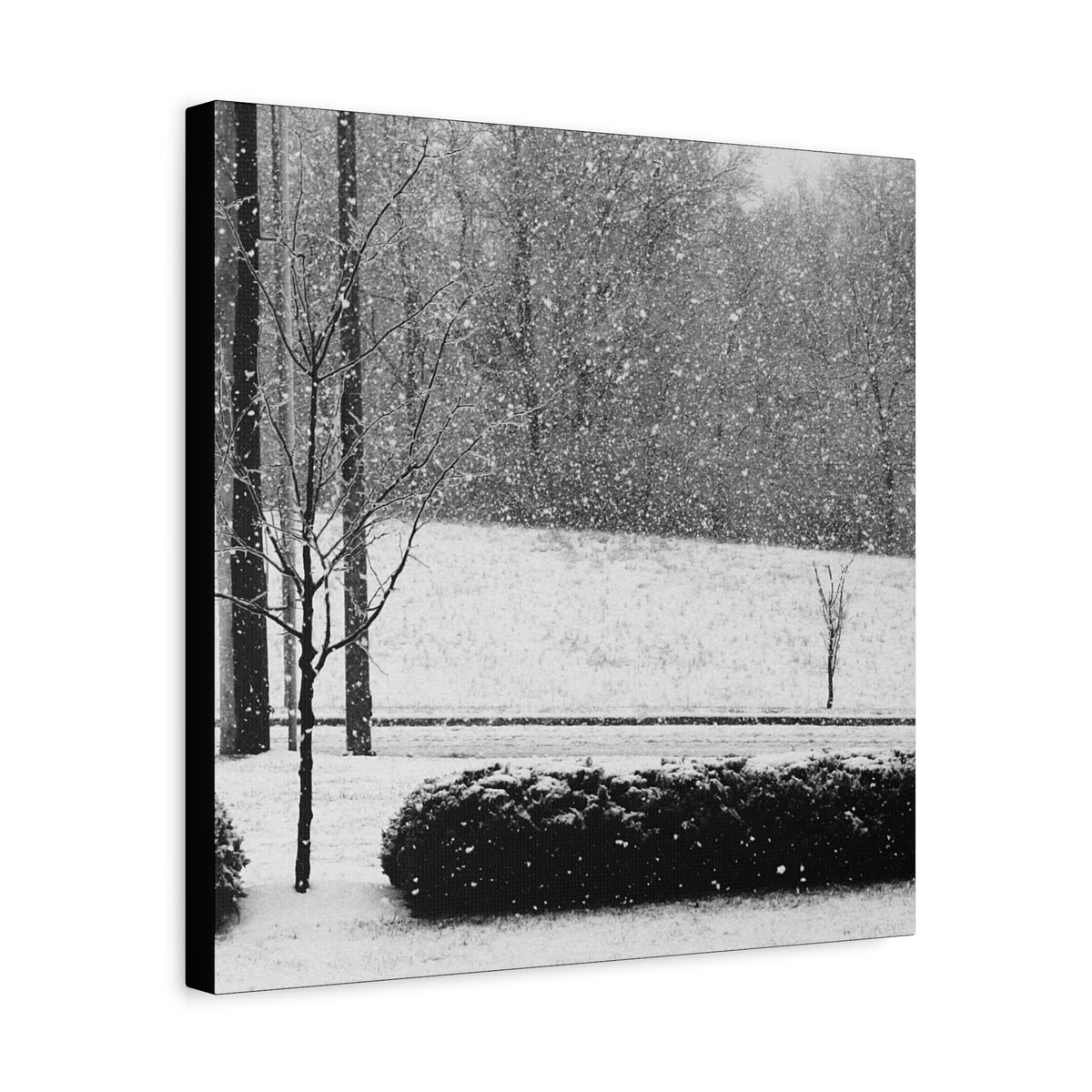 Winter Stillness — Matte Canvas Print — Black & White Winter Photography Wall Art