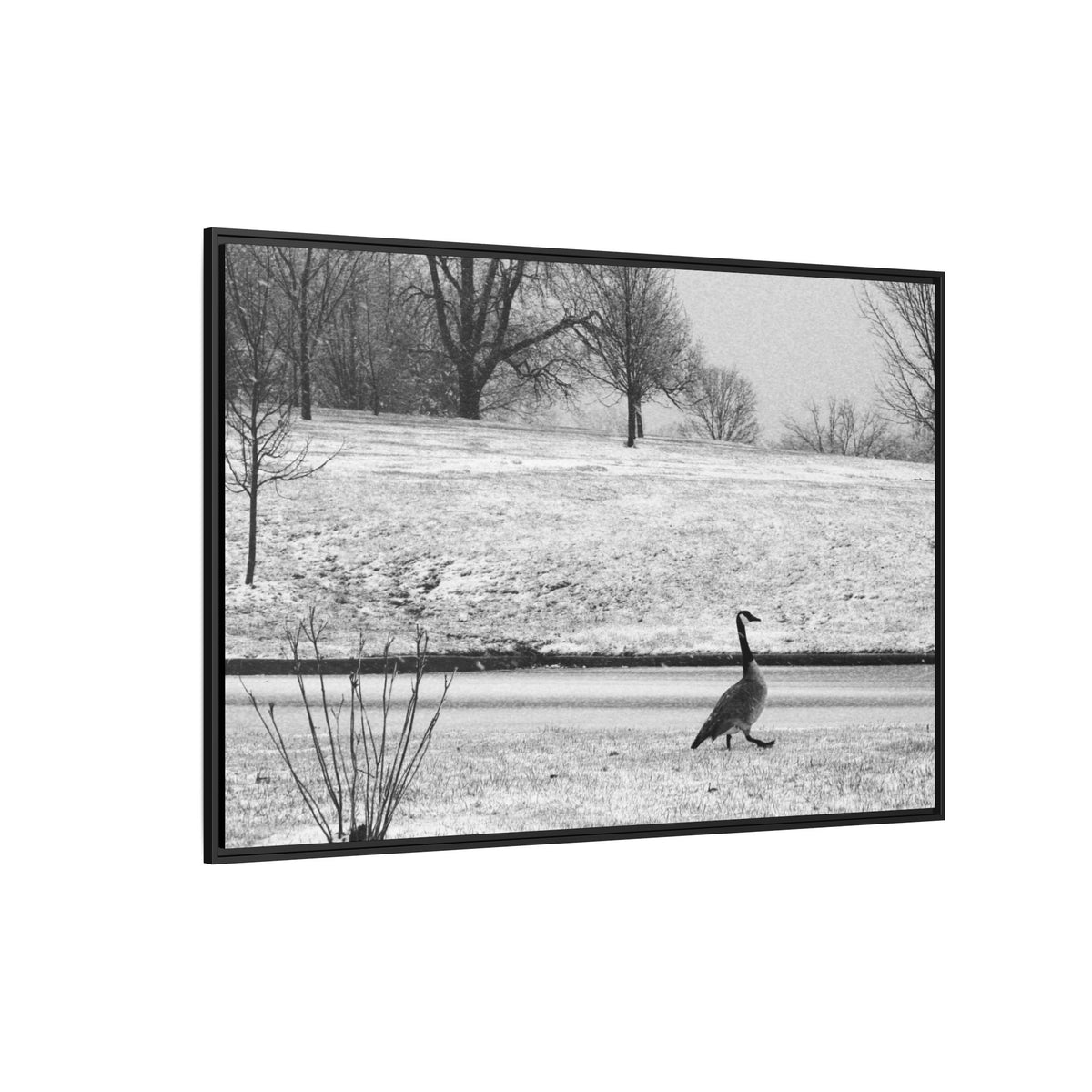 Unbothered — Framed Matte Canvas Print — Black & White Bird Photography Wall Art