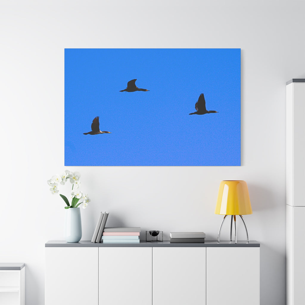 Open Skies — Matte Canvas Print — Blue Sky Bird Photography Wall Art