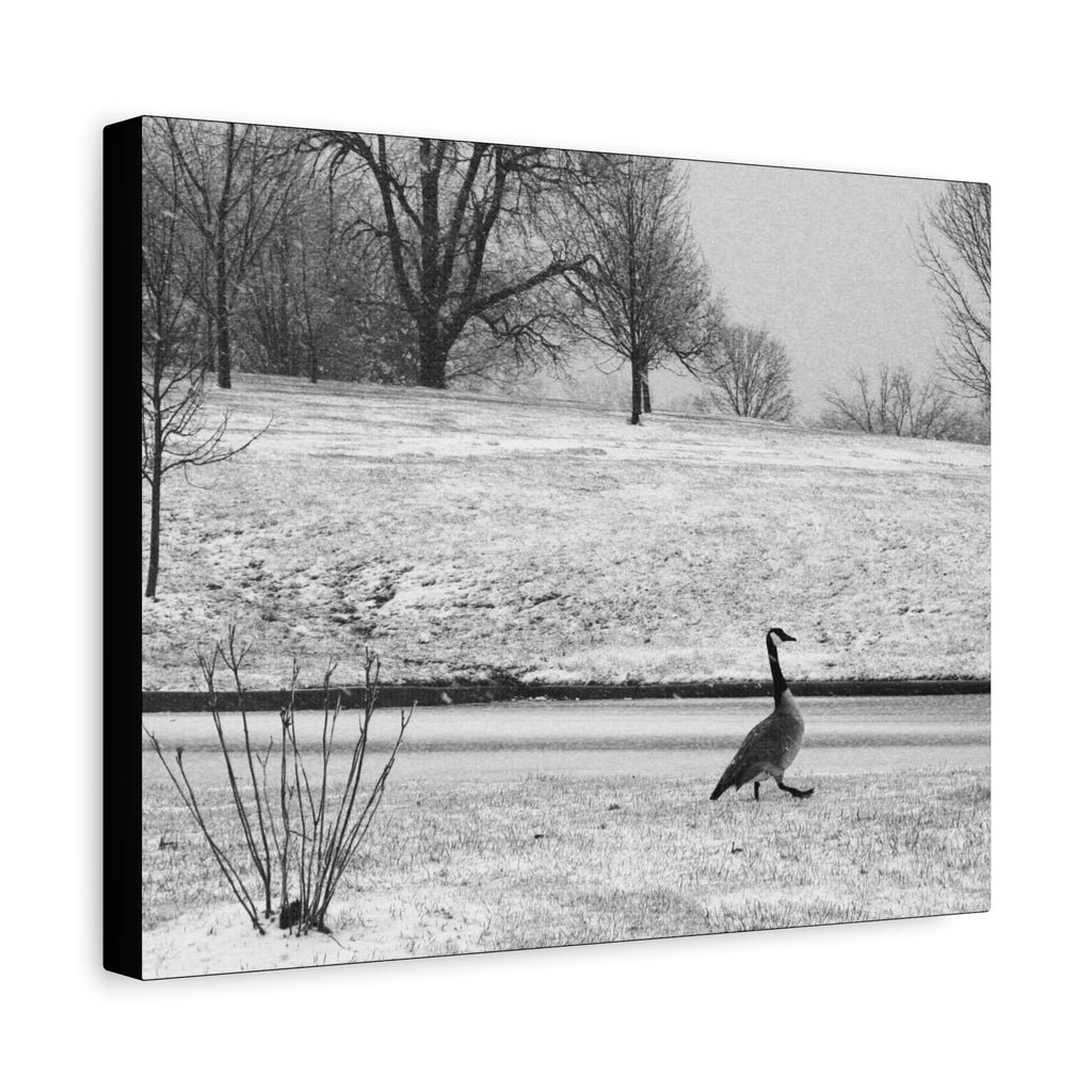 Unbothered — Matte Canvas Print — Black & White Bird Photography Wall Art