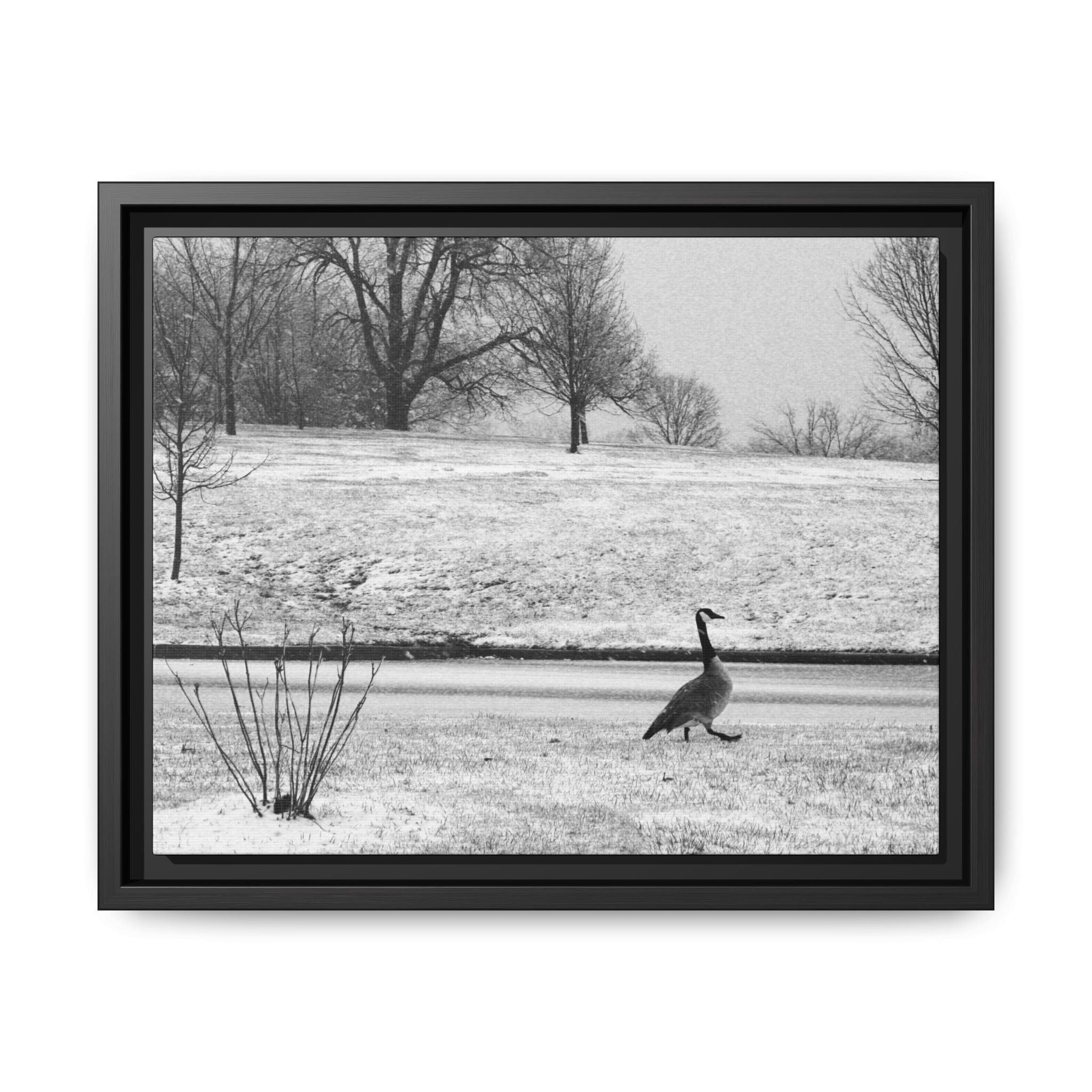 Unbothered — Framed Matte Canvas Print — Black & White Bird Photography Wall Art