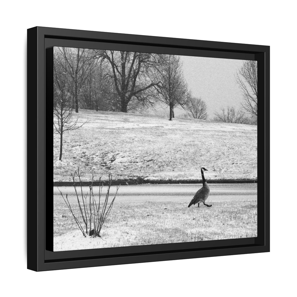 Unbothered — Framed Matte Canvas Print — Black & White Bird Photography Wall Art